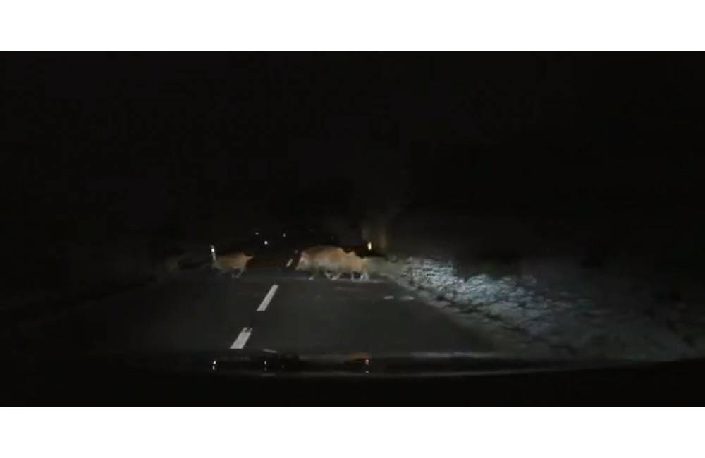 VIDEO: Vodič zachytil prechod divej zveri cez cestu, polícia upozorňuje na vysoké riziká a škody