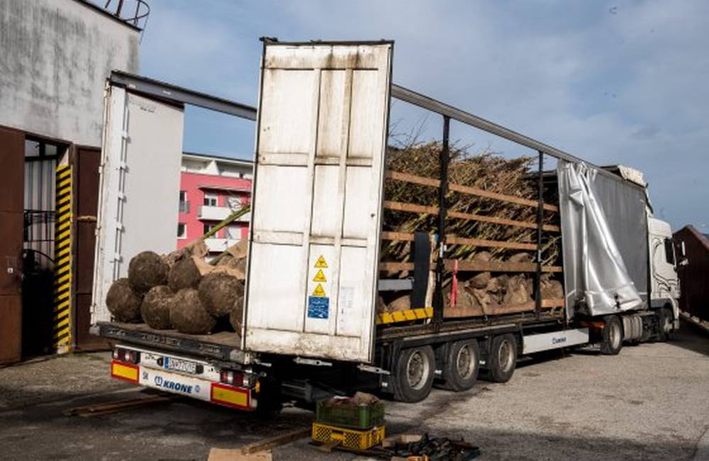 Do mesta Trenčín dorazilo včera 180 nových náhradných stromov, ktoré doplnia mestskú zeleň