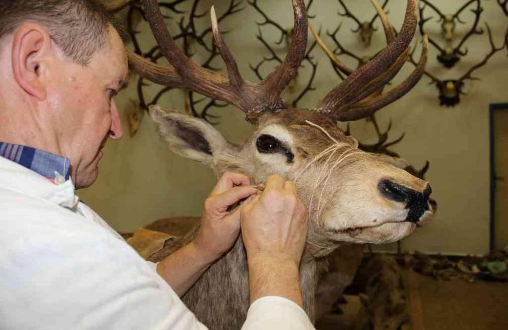 Foto: Odborník ošetril a obnovil 25 zvieracích exponátov, ktoré potešia návštevníkov Vlastivedného múzea