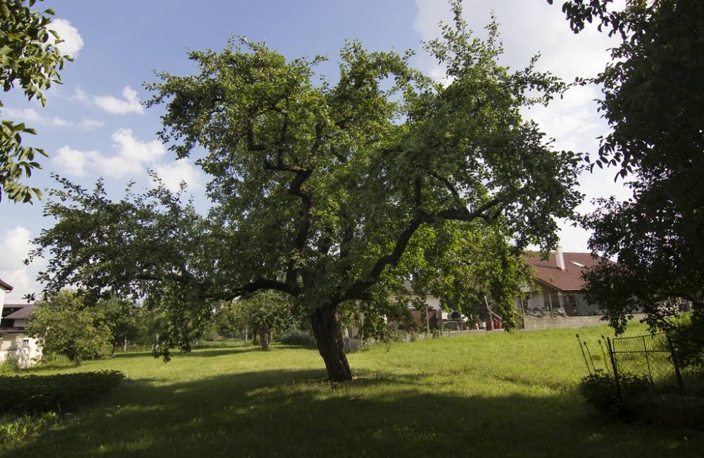 Do finále populárnej ankety Strom roka 2018 sa prebojovala aj 110-ročná jabloň z obce Svinná