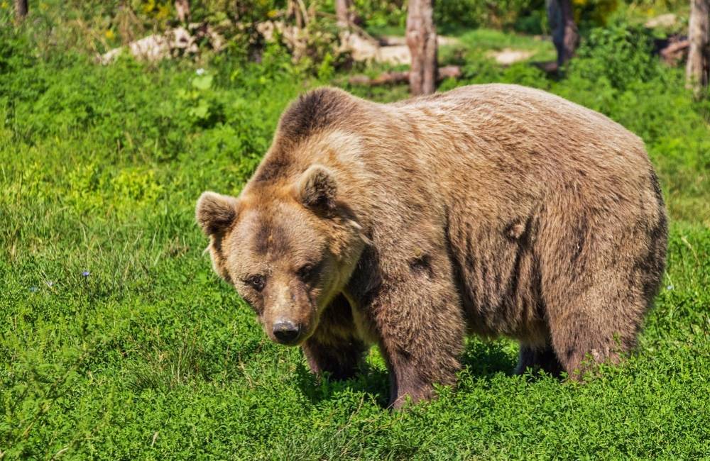 Polícia upozorňuje občanov Kľačna na medveďa hnedého, ktorý sa skoro ráno potuloval po dvore rodinného domu