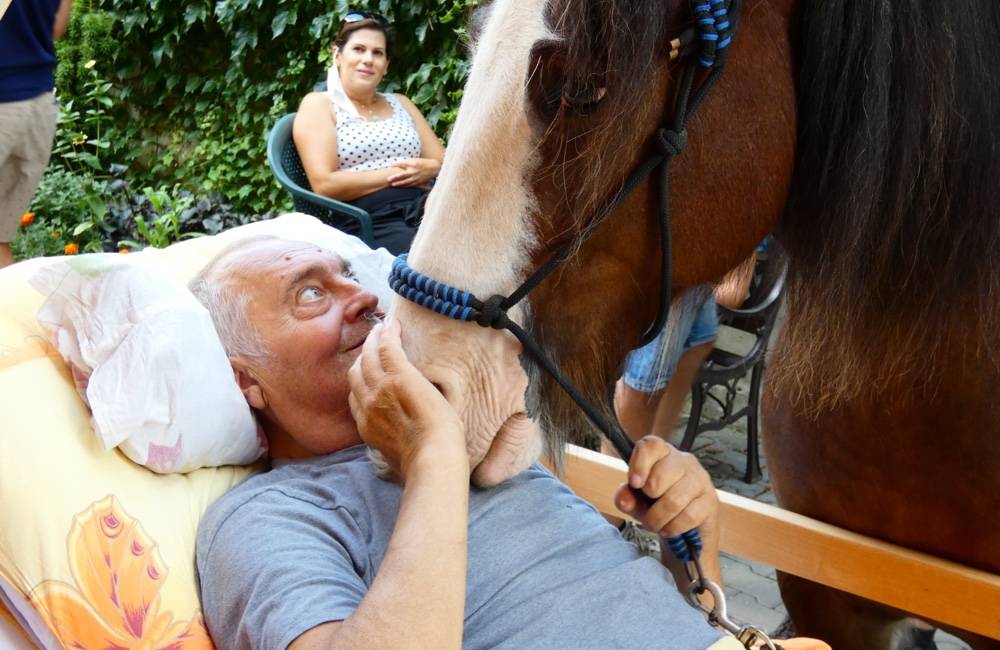 FOTO: Stretnutie pacientov trenčianskeho hospicu s kobylkou Midi sa podarilo zachytiť na emotívnych záberoch