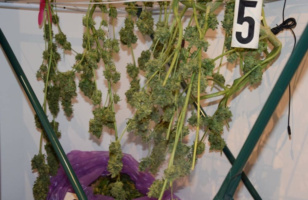 Foto: Mužovi z okresu Partizánske našli takmer 1200 dávok marihuany, hrozí mu až desaťročné väzenie