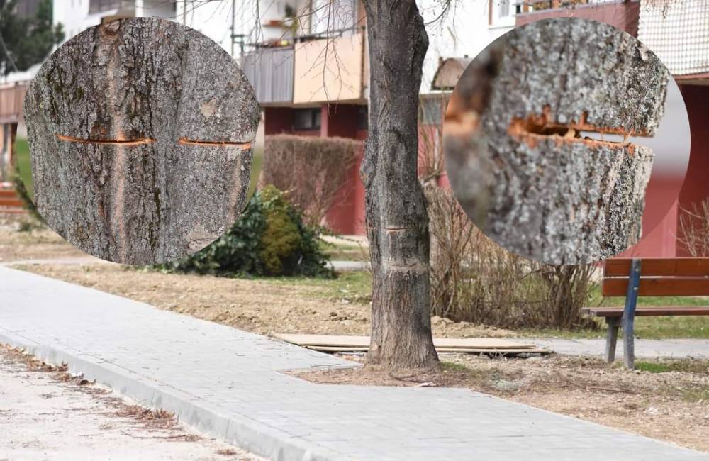 Foto: Pomôžte mestu Trenčín nájsť neznámeho páchateľa, ktorý úmyselne poškodil strom na Hollého ulici