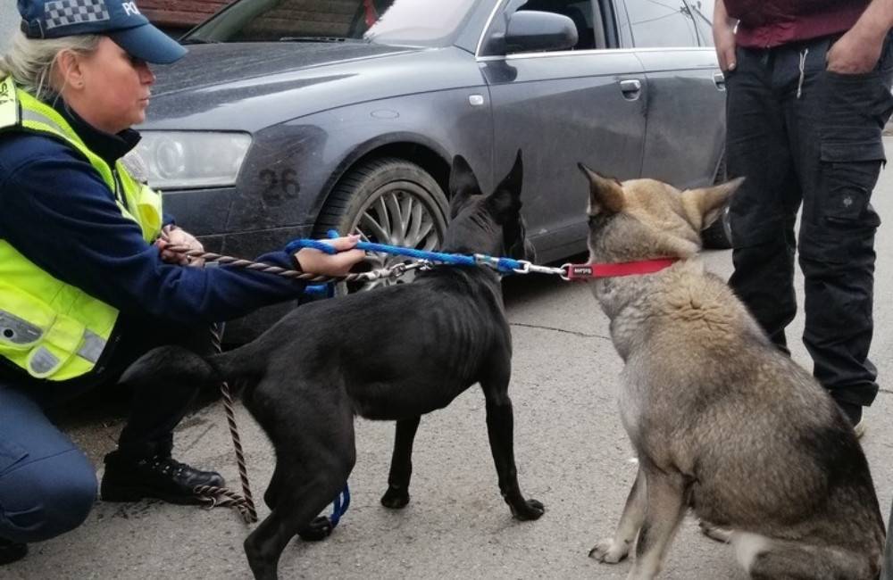 Foto: Trenčianski mestskí policajti ratovali zatúlané psíky. Majiteľ musel zaplatiť pokutu