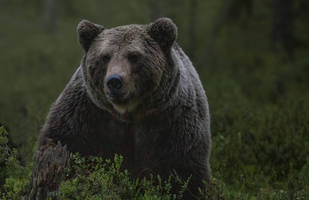 Foto: V Nedožeroch-Brezanoch zaútočil medveď na človeka. Tento týždeň ide o druhý útok v kraji