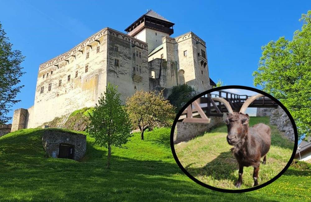 Trenčiansky hrad opustila jedna z jeho ikon: Hermína, budeš nám chýbať