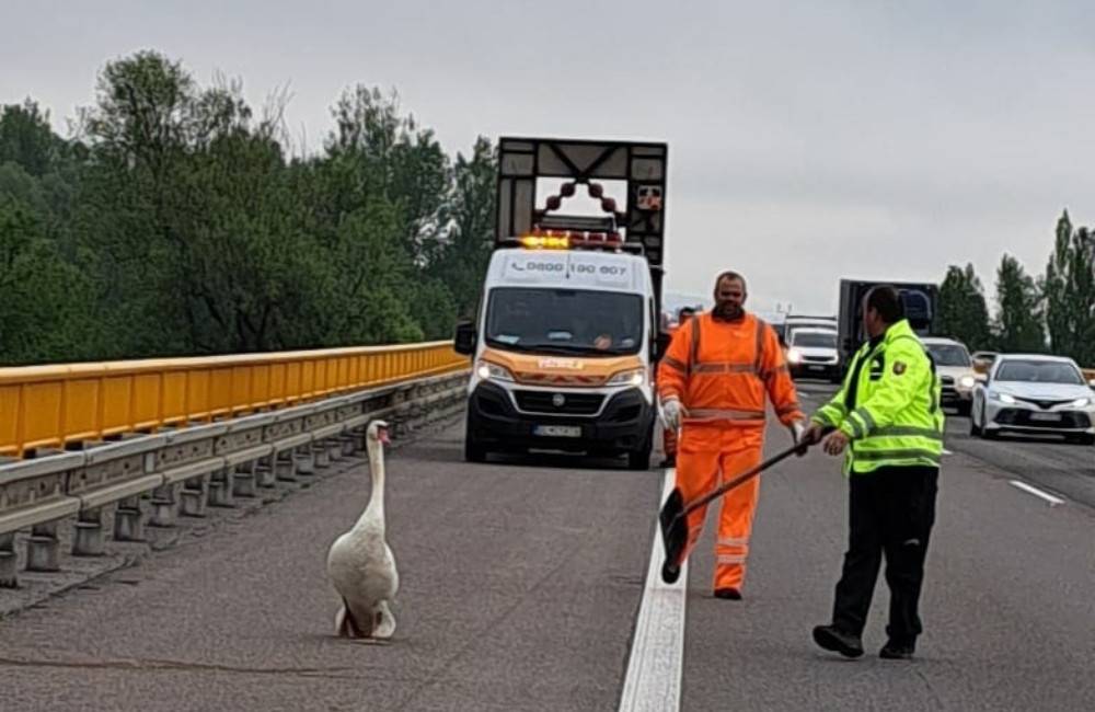 Foto: Po diaľnici pri Trenčíne pobehovala labuť. Bez diaľničnej známky 