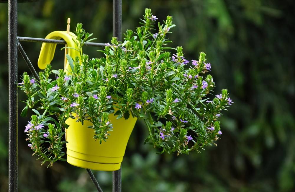 Foto: Máte doma rastliny, ktoré nepotrebujete alebo sa o ne nemôžete starať? Darujte ich bojnickej zoo