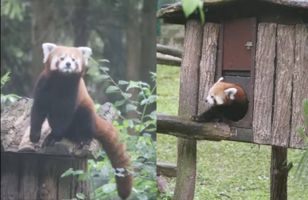 Panda v Zoo Bojnice sa pomaly aklimatizuje v novom prostredí. Čoskoro k nej pribudne spoločník