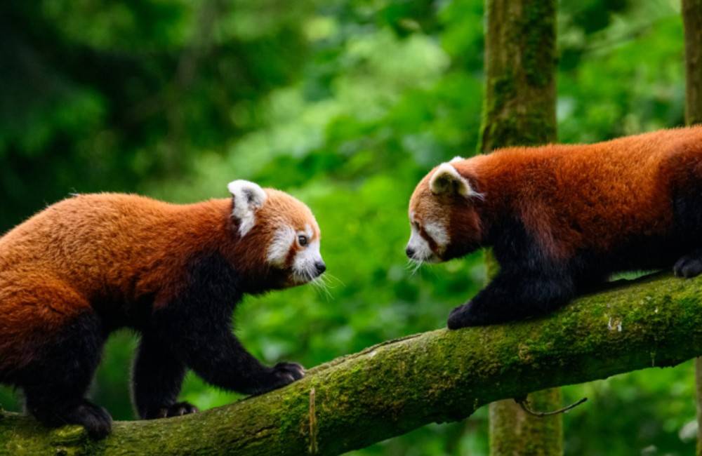 VIDEO: Pandy červené v bojnickej zoo majú za sebou dlho očakávané prvé zoznámenie