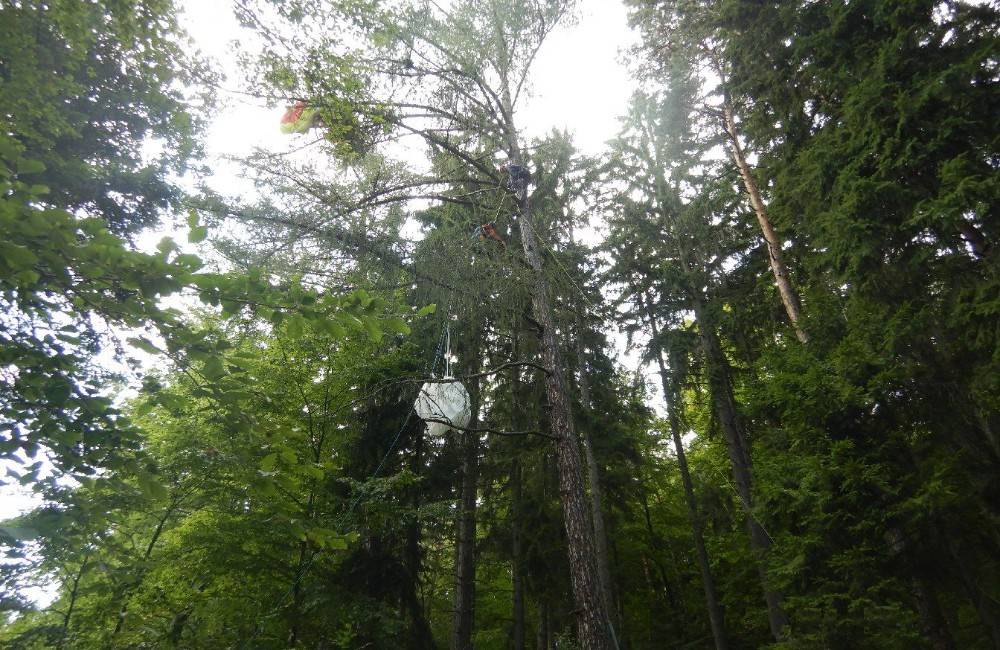 V korunách stromov pri Trenčíne uviazol paraglajdista, zachránili ho hasiči