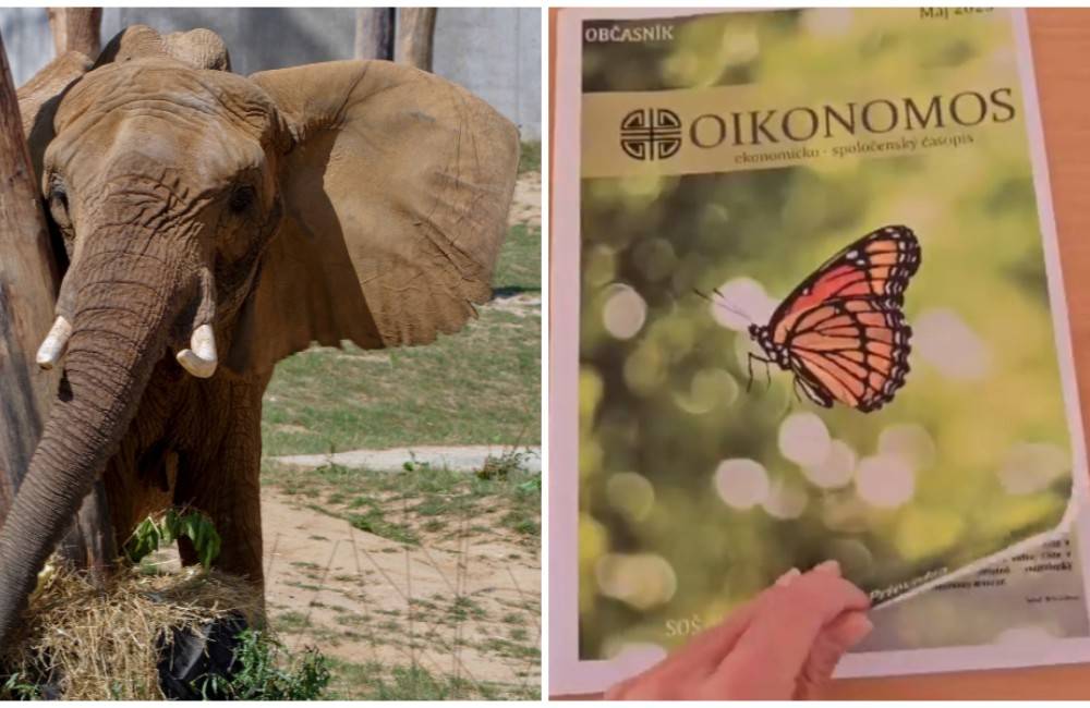 Prievidzskí študenti vyhrali prvé miesto s časopisom, ktorého papier vznikol recykláciou slonieho trusu