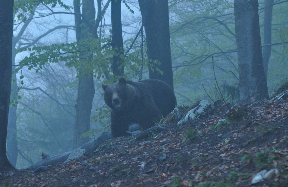 Pri ďalšej obci v Trenčianskom kraji sa špacíruje statný medveď. Opatrne pri potulkách v jej okolí