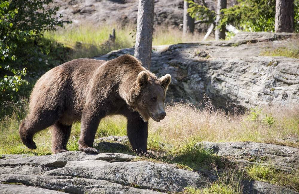 V obci pri Trenčíne sa potuluje medvedica, miestni by mali pri pohybe v lese zvýšiť obozretnosť