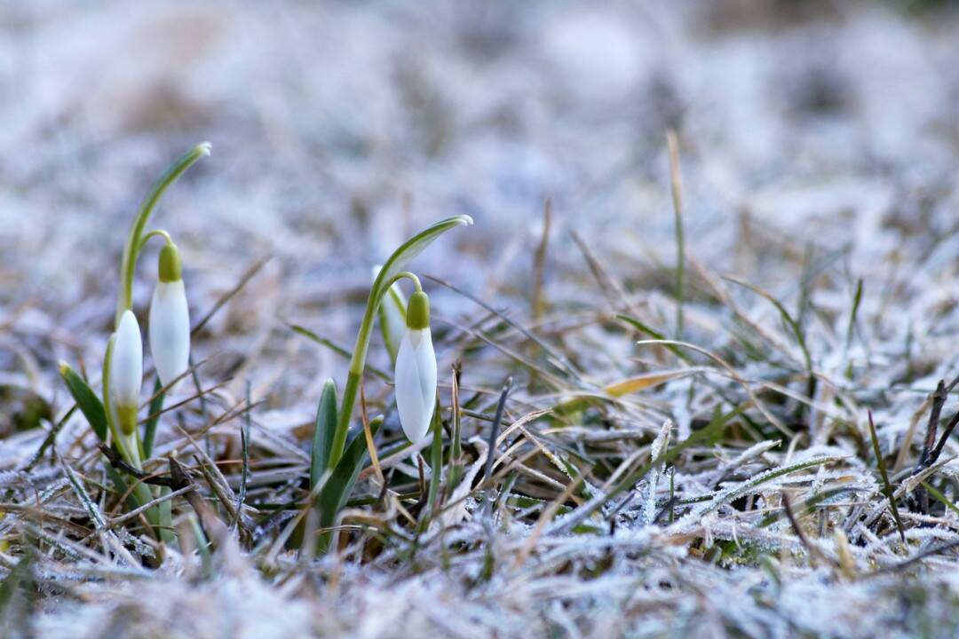 Mrazivá predpoveď meteorológov: Zima ešte nepovedala posledné slovo!