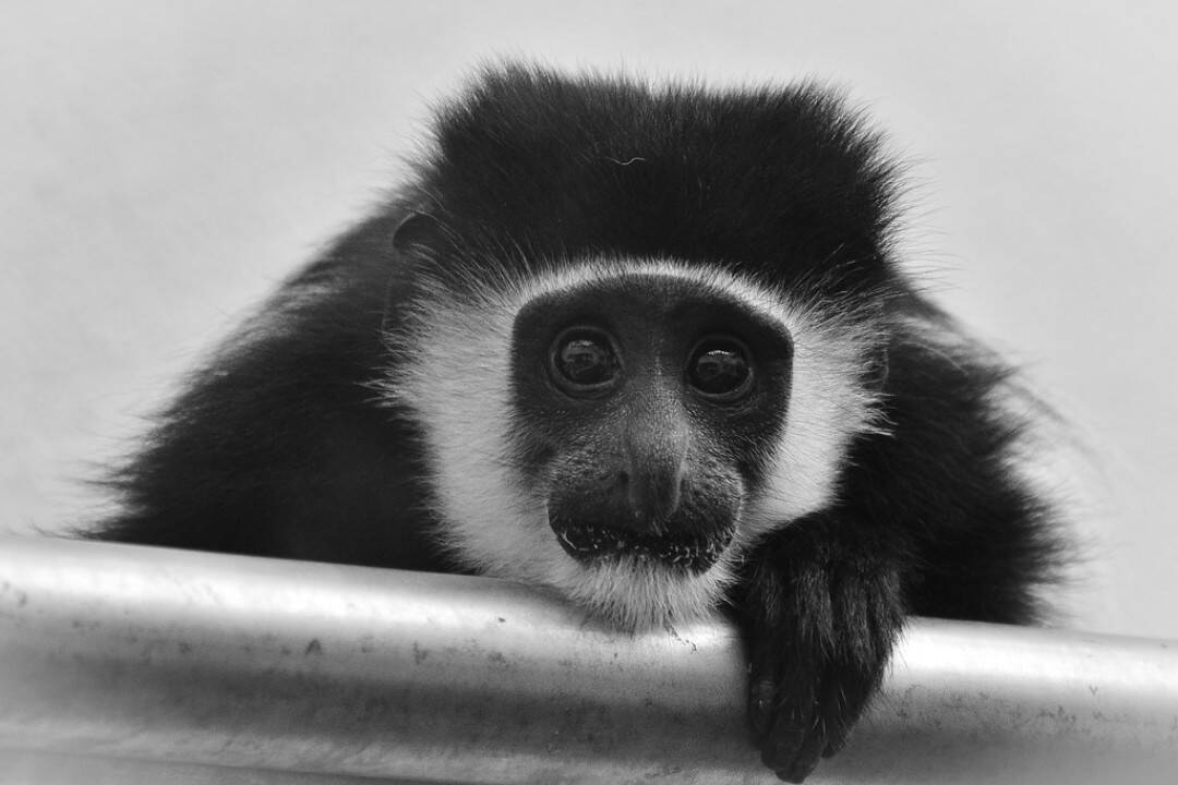 VIDEO: Bojnická zoo prišla s dobrou správou: Návštevníci môžu sledovať nové mláďa