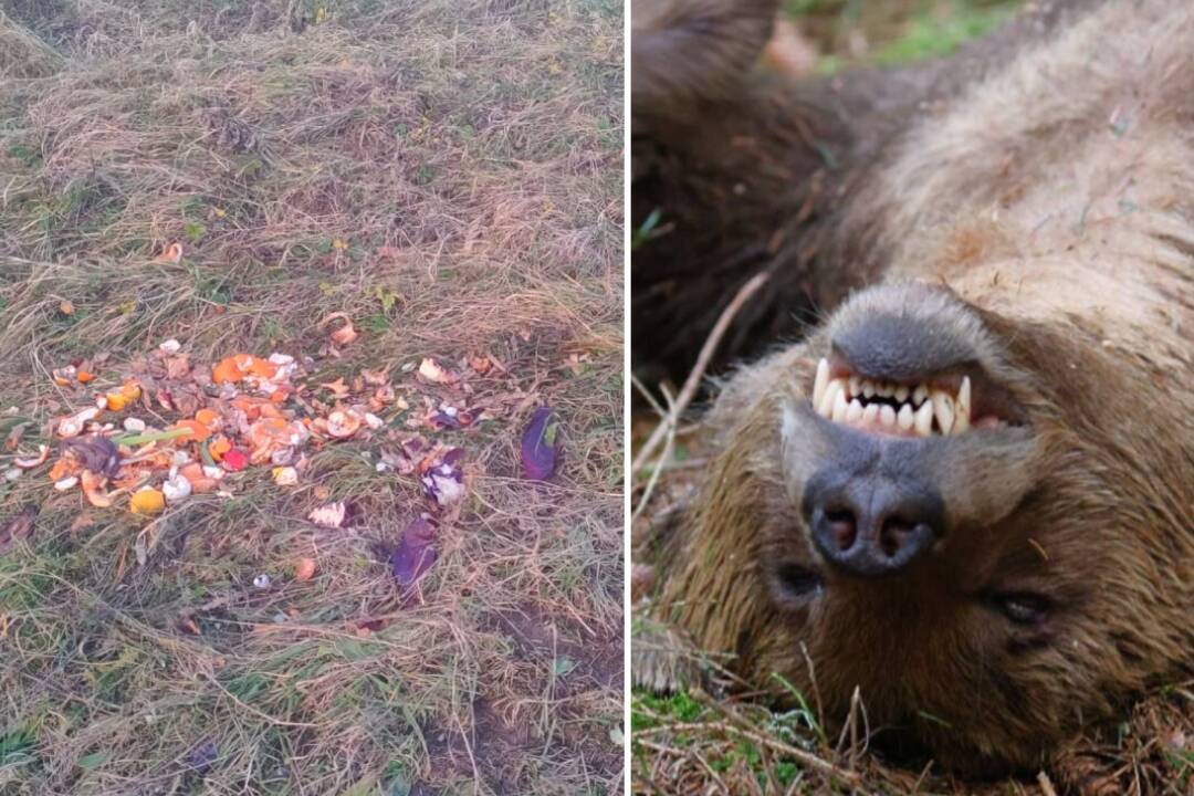 Strieľanie medveďov ničomu nepomôže, k ľuďom ich lákajú poľovnícke vnadiská, tvrdia ochranári v petícii 