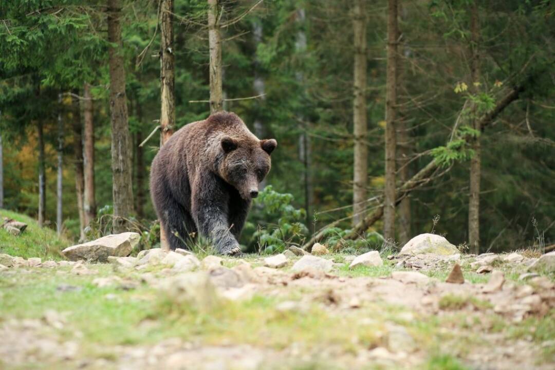 VIDEO: Ako sa vyhnúť stretu s medveďom? Pozrite si tieto rady