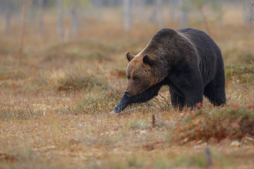 V okolí Trenčianskych Teplíc sa pohybuje medveď, polícia žiada o opatrnosť