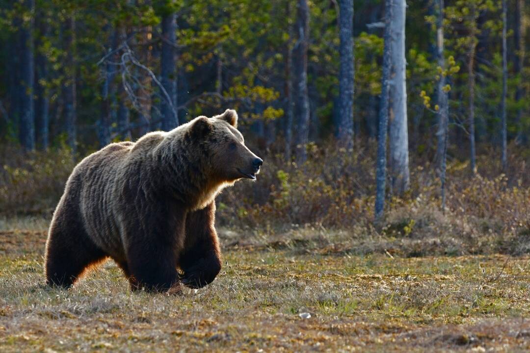 Foto: Buďte opatrní, v obci Lazy pod Makytou sa pohybuje medvedica s mláďaťom 