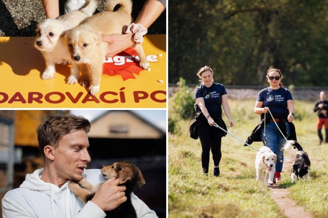 Foto: Namiesto bazáru nahliadnite do útulku. V breznianskom Tuláčikovi čaká na svoju rodinu vyše 200 psíkov (FOTO)