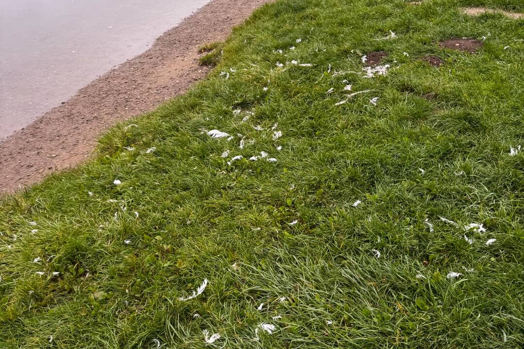 Foto: Pri Váhu v Trenčíne našli telo labute s odtrhnutou hlavou. Obyvatelia zúria a obviňujú psičkárov, strhla sa hádka