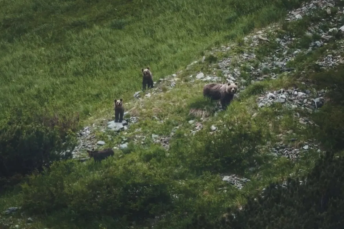 Foto: Výskyt medveďov už hlásili vo viacerých oblastiach Slovenska. Kde v Trenčianskom kraji boli doposiaľ spozorované? 