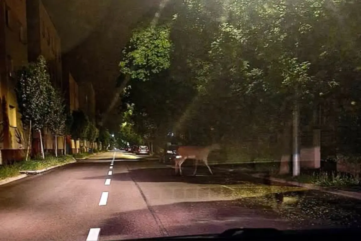 FOTO: Na trenčianskom sídlisku Sihoť sa v noci prechádzal srnček, obyvatelia sa starému známemu potešili