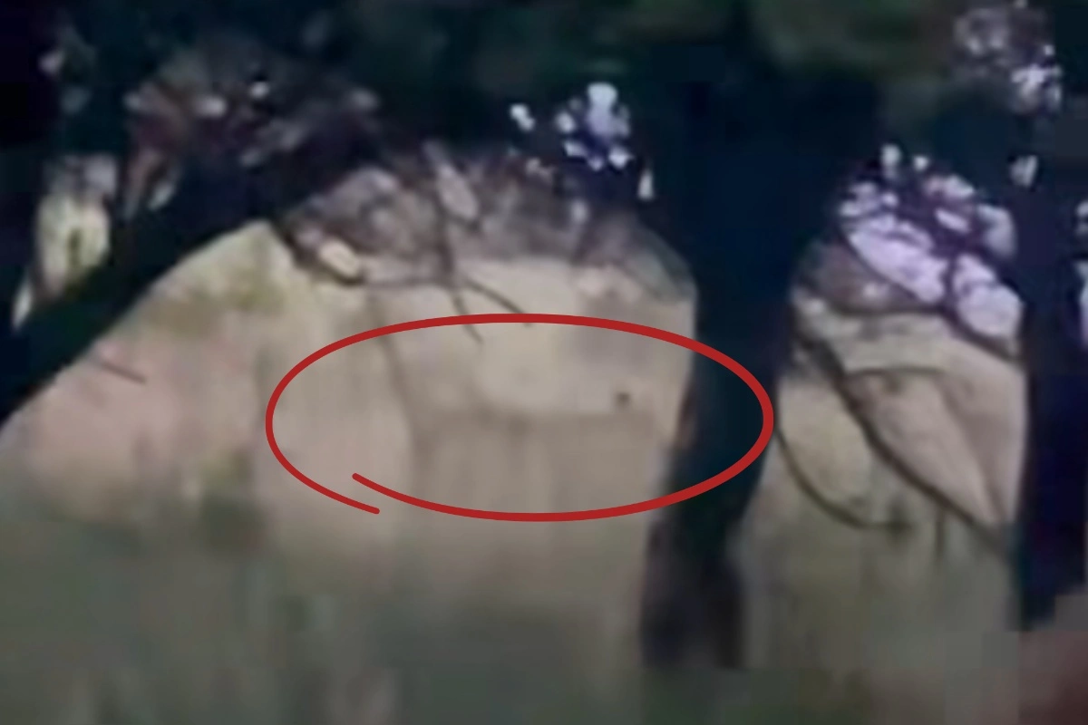 Foto: VIDEO: V obci pri Prievidzi sa objavil medveď v blízkosti obývanej časti, samospráva vyzýva na zvýšenú opatrnosť