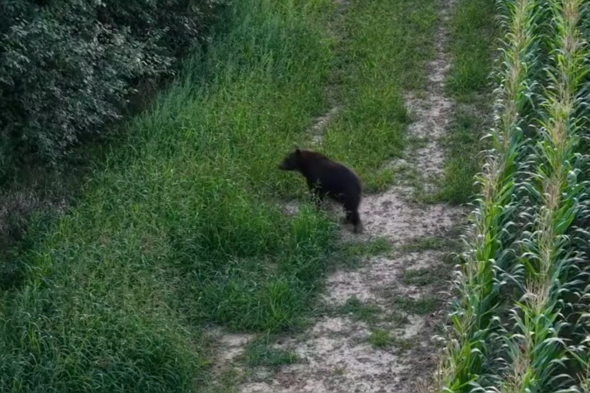 Foto: VIDEO: V obci pri Prievidzi zaznamenali opakovaný pohyb medveďa, obec vyzýva na opatrnosť