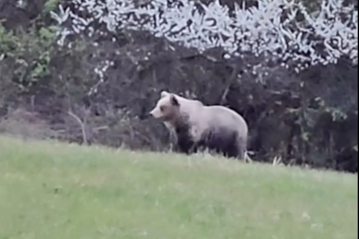 Pozor, v okolí Soblahova videli medveďa, blížil sa k obľúbenej turistickej lokalite, obec vyzýva na opatrnosť  