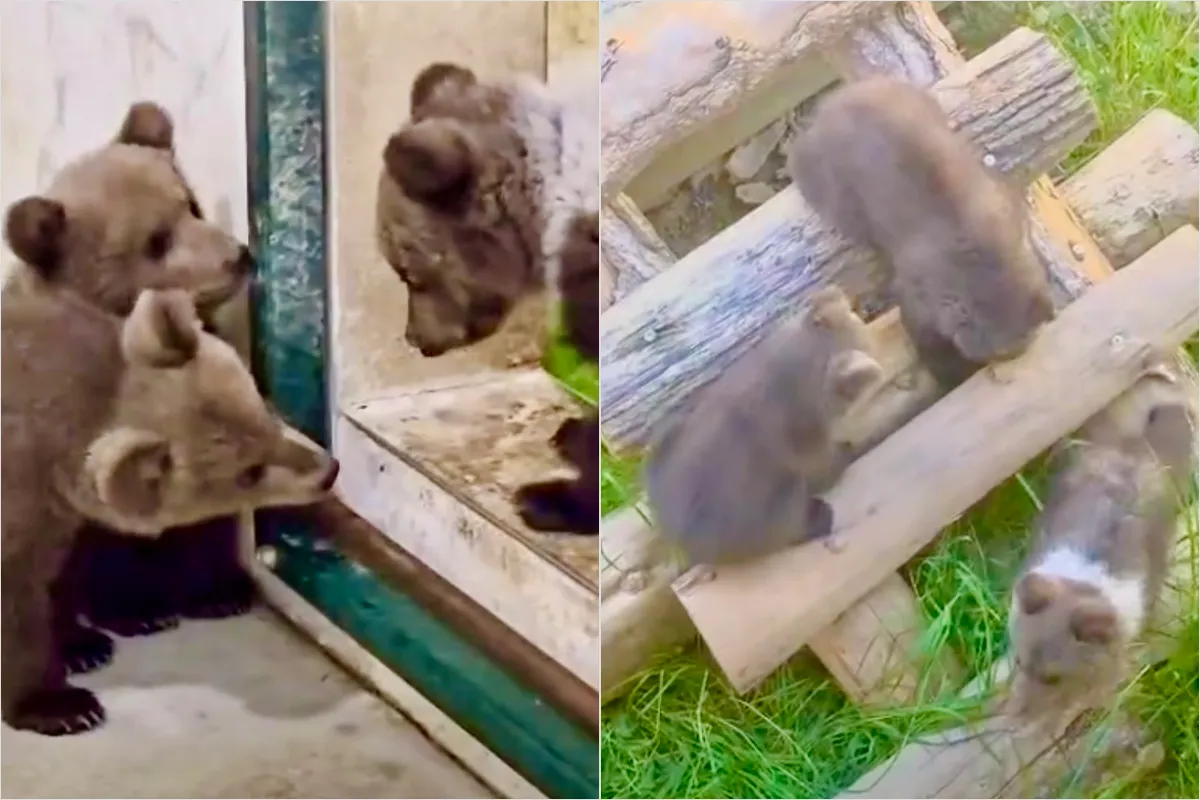 VIDEO: Bojnická ZOO spojila tri osirelé medvieďatá dokopy, po liečbe sa k Lade a Vesne pridala aj malá Zora