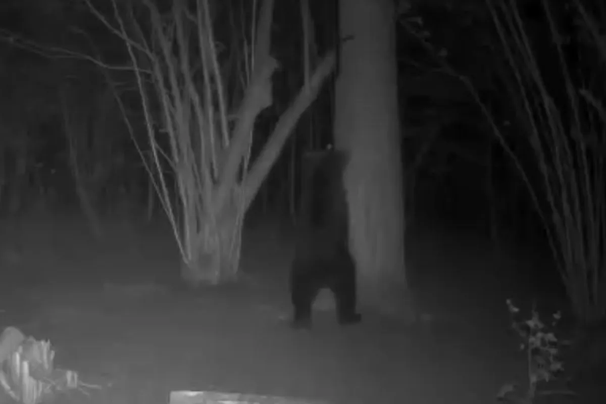 Pozor, v Nimnici zaznamenali výskyt medveďa, obec vyzýva obyvateľov na opatrnosť