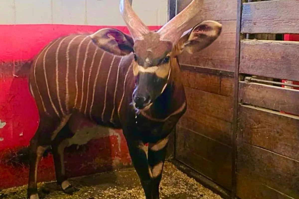 FOTO: Samec antilopy z bojnickej ZOO do Kene napokon necestoval, projekt záchrany druhu však pokračuje aj bez neho