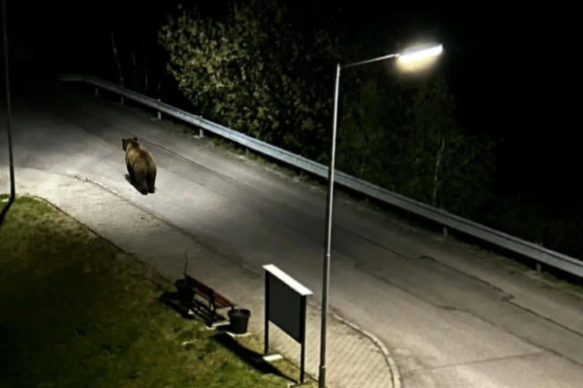 Pri bytovkách v Nitrianskom Pravne sa pohyboval medveď, vyslaný bol zásahový tím. Starosta vyzval k opatrnosti