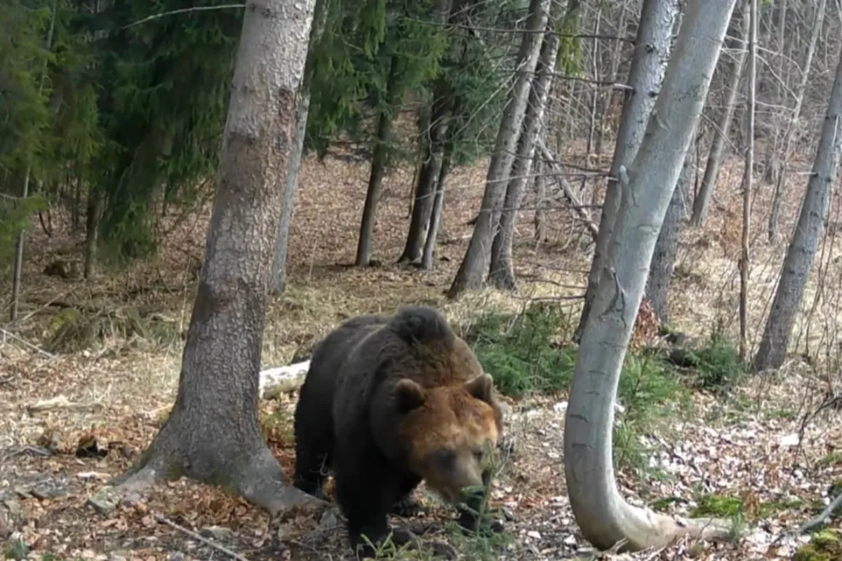 Skupinu medveďov videli už aj v susednej obci, pohybovali sa pri vodojeme. Obce na Hornej Nitre varujú miestnych