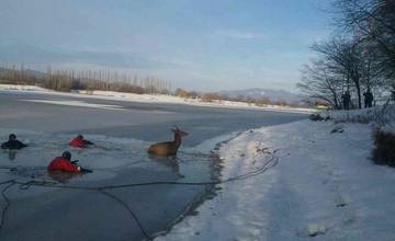 Hasiči zachraňovali jeleňa z priehrady vo Svinnej, preboril sa pod ním ľad a uviazol vo vode