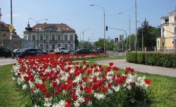 Trenčín kvitne: Holandská spoločnosť pre mesto vytvorila špeciálnu zmes kvetín červeno-bielej farby