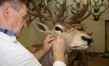 Odborník ošetril a obnovil 25 zvieracích exponátov, ktoré potešia návštevníkov Vlastivedného múzea