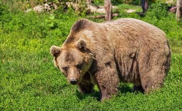 Polícia upozorňuje občanov Kľačna na medveďa hnedého, ktorý sa skoro ráno potuloval po dvore rodinného domu