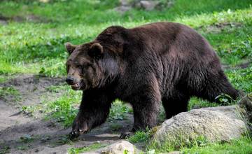 Muža počas prechádzky v okrese Prievidza napadol medveď a uhryzol ho do stehna