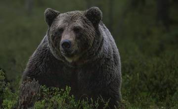 V Nedožeroch-Brezanoch zaútočil medveď na človeka. Tento týždeň ide o druhý útok v kraji