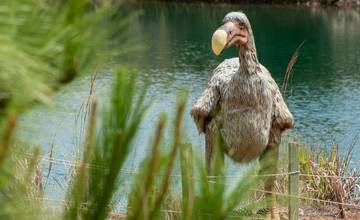 V Bojnickej zoo môžete počas veľkonočných sviatkov hľadať vajíčka vyhynutého vtáka dodo