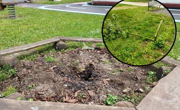 Stromy v Trenčíne v ohrození. Deťom ukradli v škôlke jedličku, v parkoch padli za obeť ďalšie dreviny