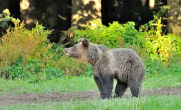S medveďmi sa tento rok roztrhlo vrece. Ďalšie obce na Považí hlásia ich výskyt