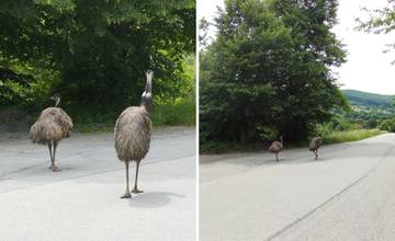 Medzi obcami v okrese Trenčín sa po ceste prechádzajú emu, vodiči by mali zvýšiť pozornosť
