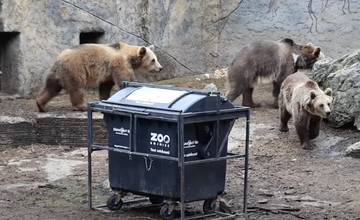 VIDEO: Medvede z bojnickej zoo dostali týždeň na otestovanie ochrany kontajnerov