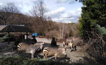 Od soboty sa v bojnickej zoo zvyšuje vstupné. Dospelí si priplatia 2 eurá