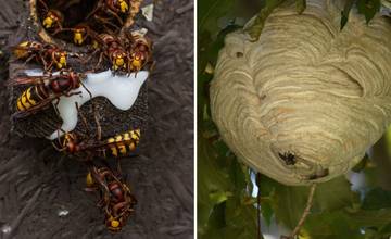 Bodnutie hmyzom by ste nemali podceňovať. Odborníci radia, ako predísť infekcii